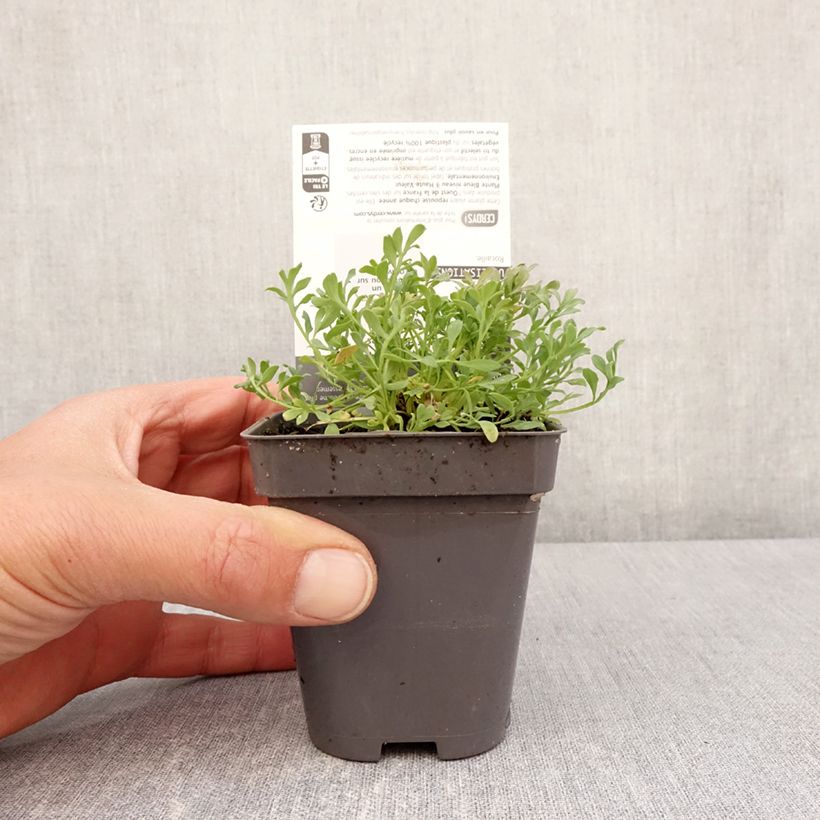 Papaver alpinum Vasetto da 8/9 cm esemplare consegnato in primavera