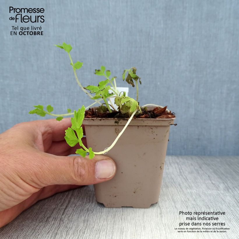 Esemplare di Meconopsis cambrica - Papavero del Galles Vasetto da 8/9 cm come consegnato in autunno