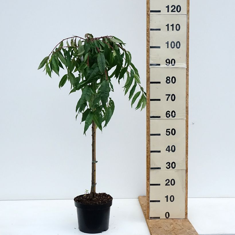 Esemplare di Prunus persica Melred Weeping - Pesco da fiore Vaso da 4L/5L, Vaso impalcato come consegnato in autunno