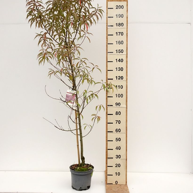 Esemplare di Prunus persica Taoflora Pink - Pesco da fiore Vaso da 7,5L/10L consegnato in estate