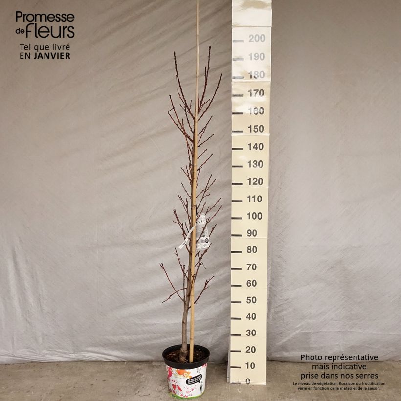 Prunus persica Taoflora Red - Pesco da fiore Vaso da 7,5L/10L esemplare consegnato in inverno