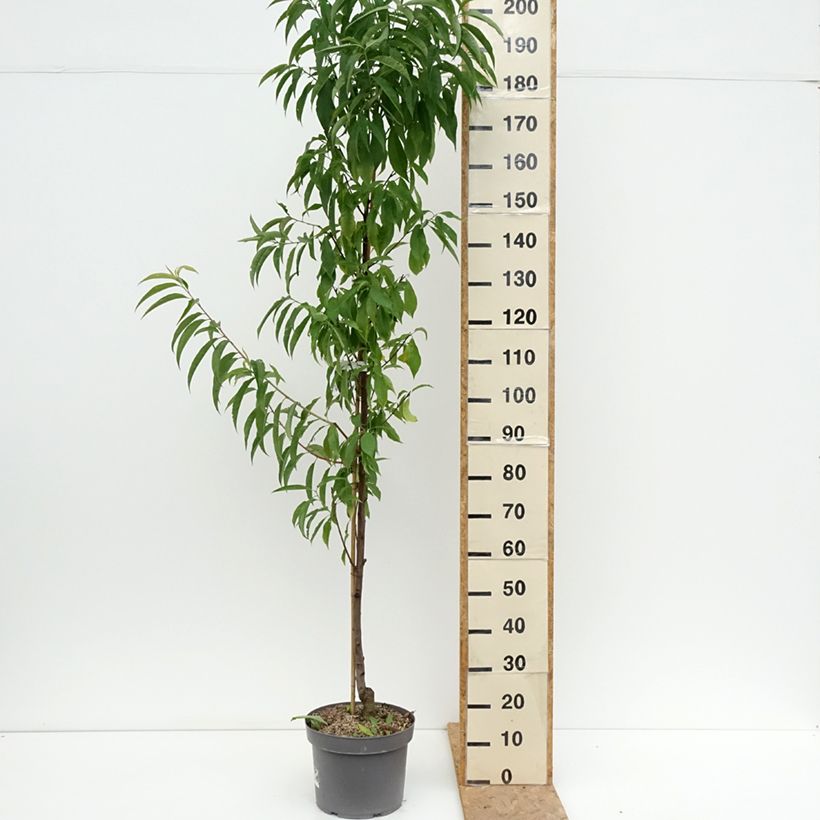 Esemplare di Prunus persica Taoflora Red - Pesco da fiore Vaso da 7,5L/10L, Astone alto consegnato in estate