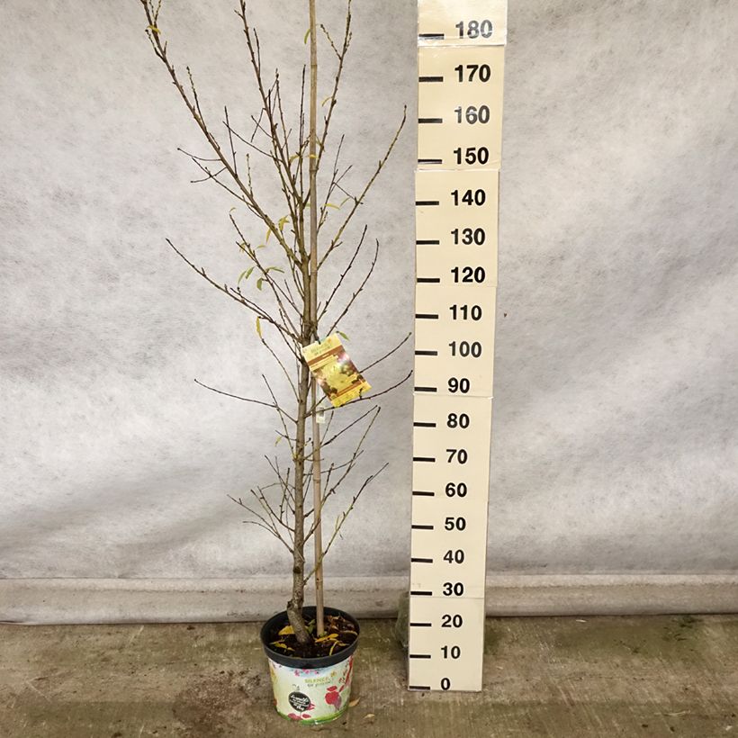 Esemplare di Prunus persica Taoflora White - Pesco da fiore Vaso da 7,5L/10L come consegnato in autunno