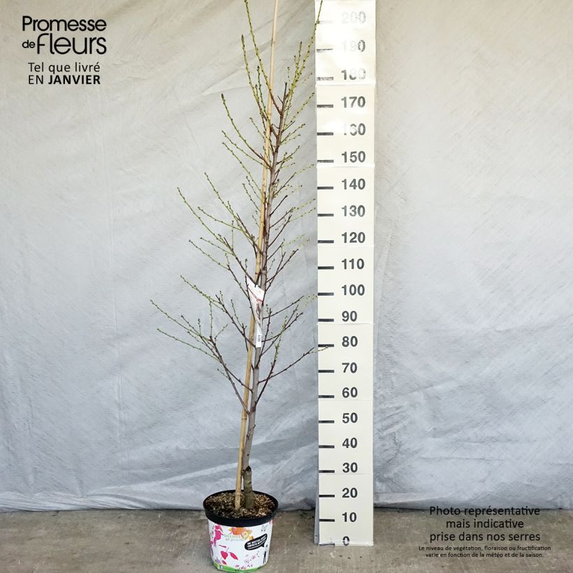 Prunus persica Taoflora White - Pesco da fiore Vaso da 7,5L/10L esemplare consegnato in inverno