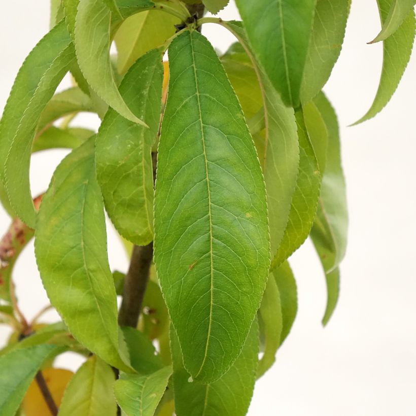 Pesco Amsden (Fogliame)