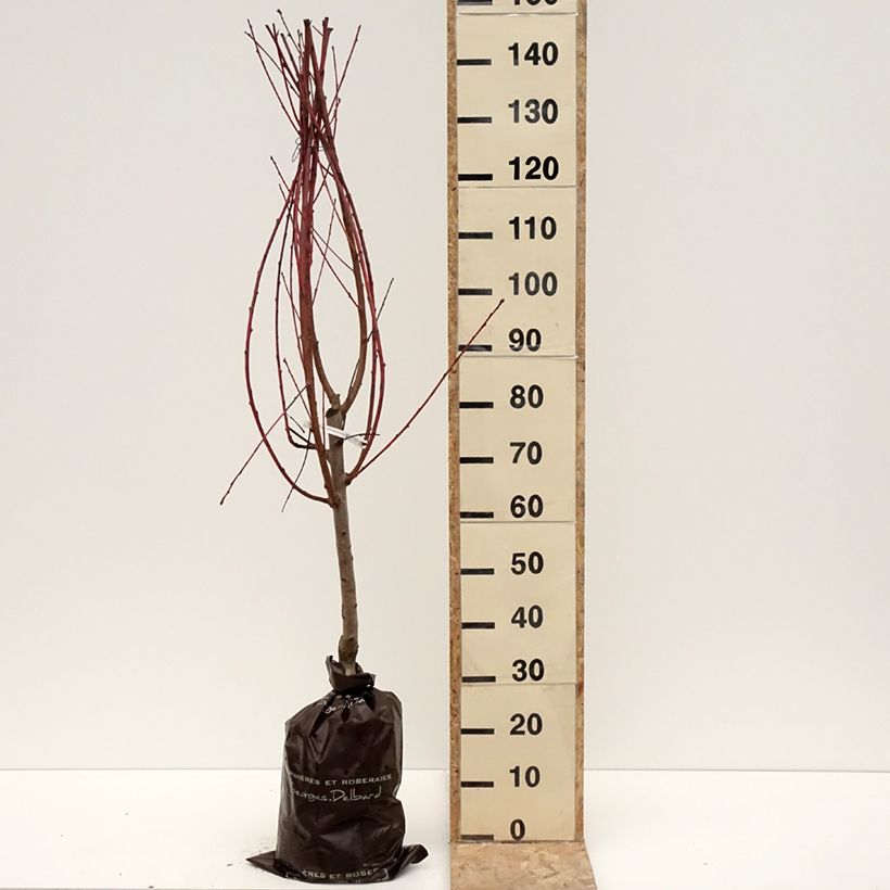 Pesco Andromède Zaidrome Zolla 'Pronta da piantare', Vasetto esemplare consegnato in inverno