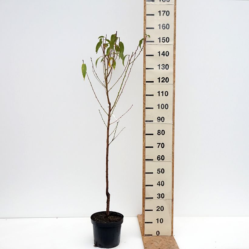 Esemplare di Pesco Bénédicte Vaso da 7,5L/10L, Vasetto come consegnato in autunno