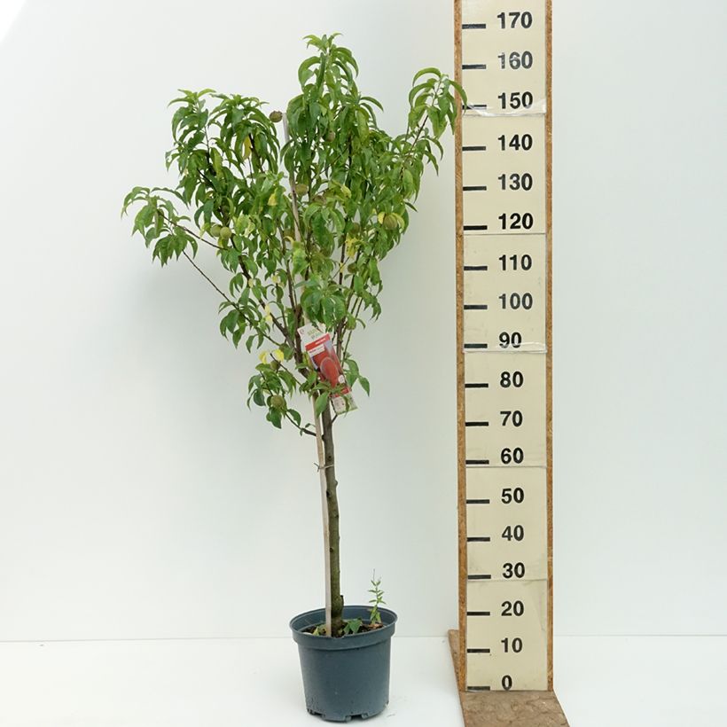 Esemplare di Pesco Charles Ingouf Vaso da 7,5L/10L, Vasetto consegnato in estate