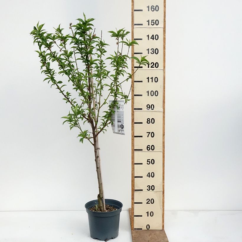 Pesco Charles Ingouf Vaso da 7,5L/10L, Vasetto esemplare consegnato in primavera