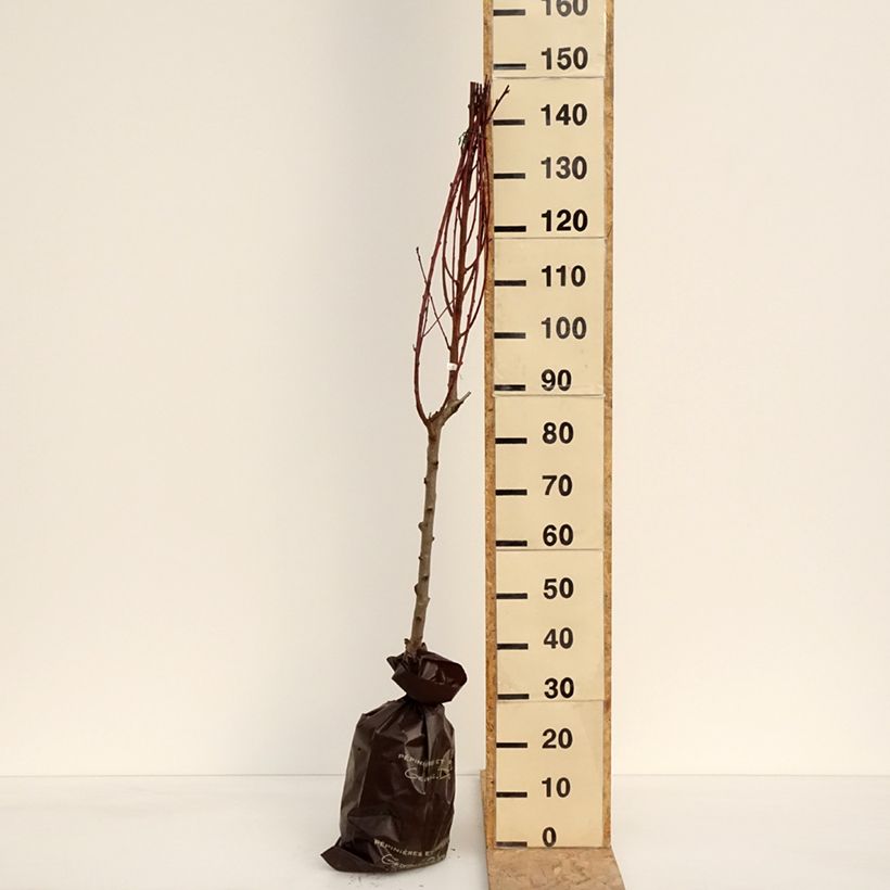 Pesco di vigna bianca Zolla 'Pronta da piantare', Vasetto esemplare consegnato in primavera