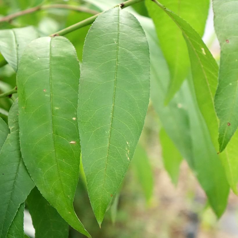 Pesco di vigna bianca (Fogliame)