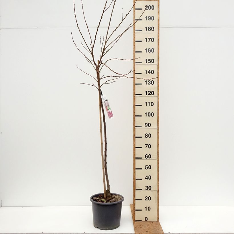 Esemplare di Pesco di vigna rossa Vaso da 7,5L/10L, Vasetto come consegnato in autunno