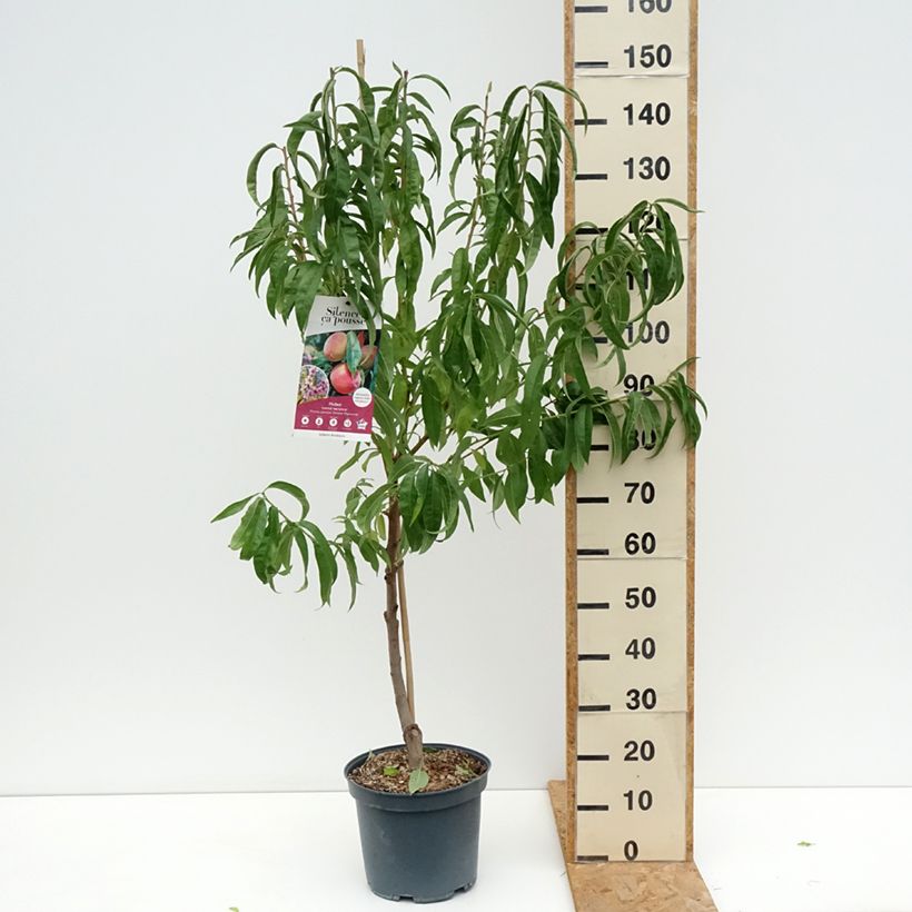 Esemplare&#x20;di&#x20;Pesco&#x20;Grosse&#x20;Mignonne&#x20;Vaso&#x20;da&#x20;7,5L&#x2F;10L,&#x20;Vasetto&#x20;consegnato&#x20;in&#x20;estate