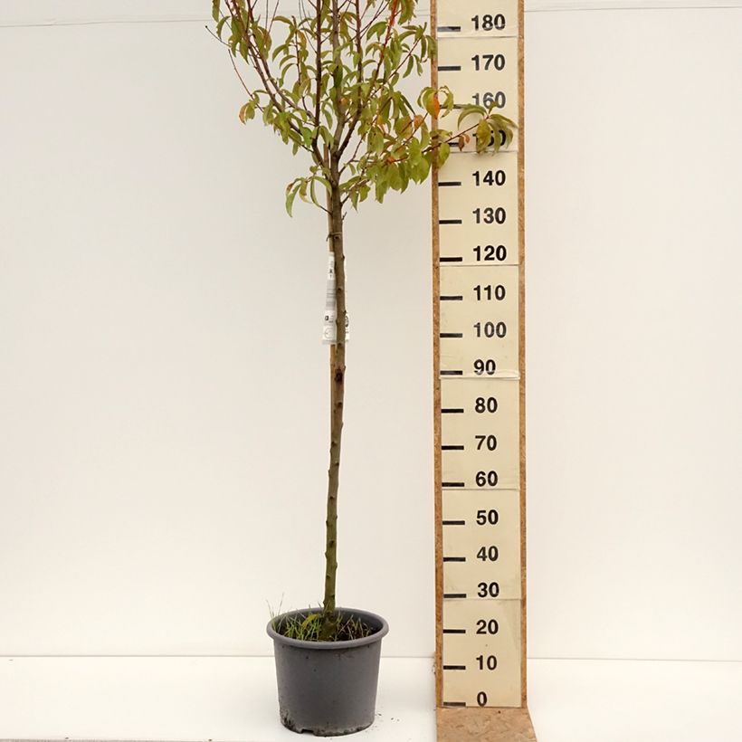 Esemplare di Pesco J.H. Hale Vaso da 7,5L/10L, Vaso impalcato medio consegnato in estate