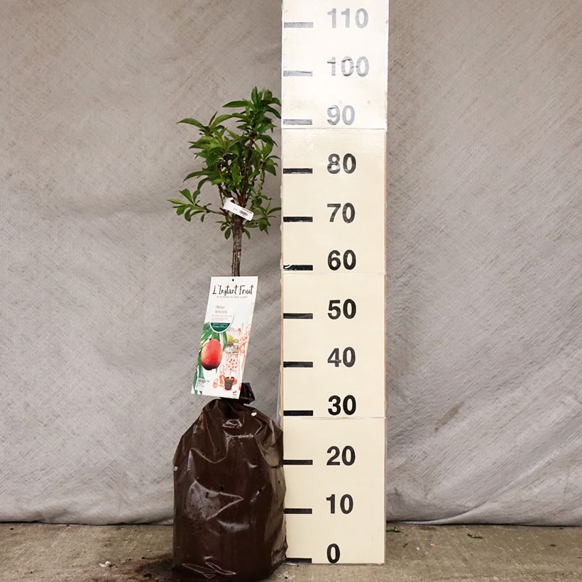 Pesco Bonanza Zolla 'Pronta da piantare', Vaso impalcato basso esemplare consegnato in primavera