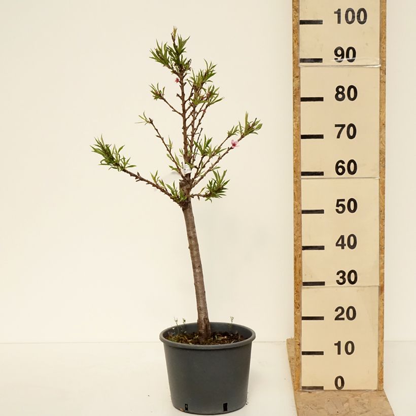 Pesco Bonanza Vaso da 7,5L/10L, Vaso impalcato basso esemplare consegnato in primavera