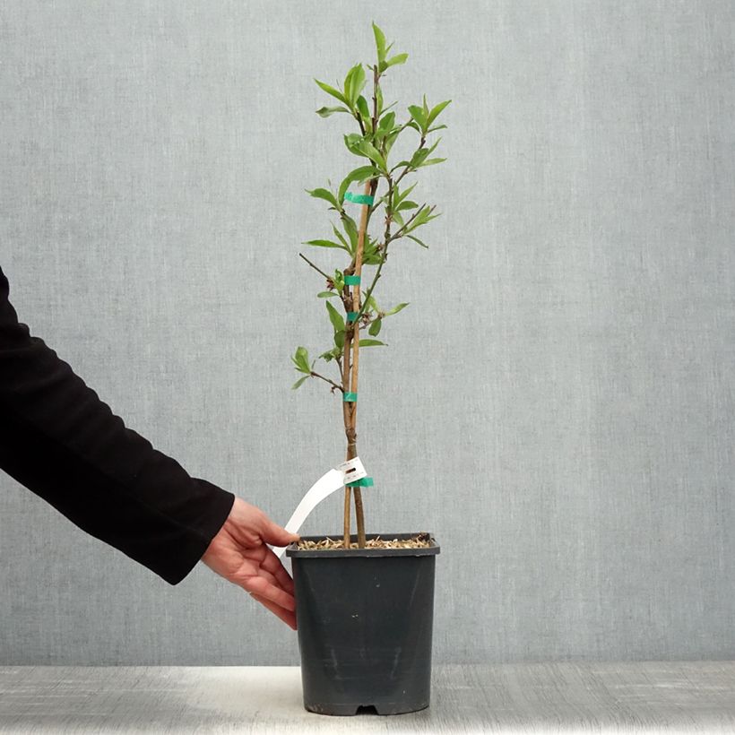 Pesco Fruit Me Peach Me Donut Vaso da 4L/5L, Nano esemplare consegnato in primavera