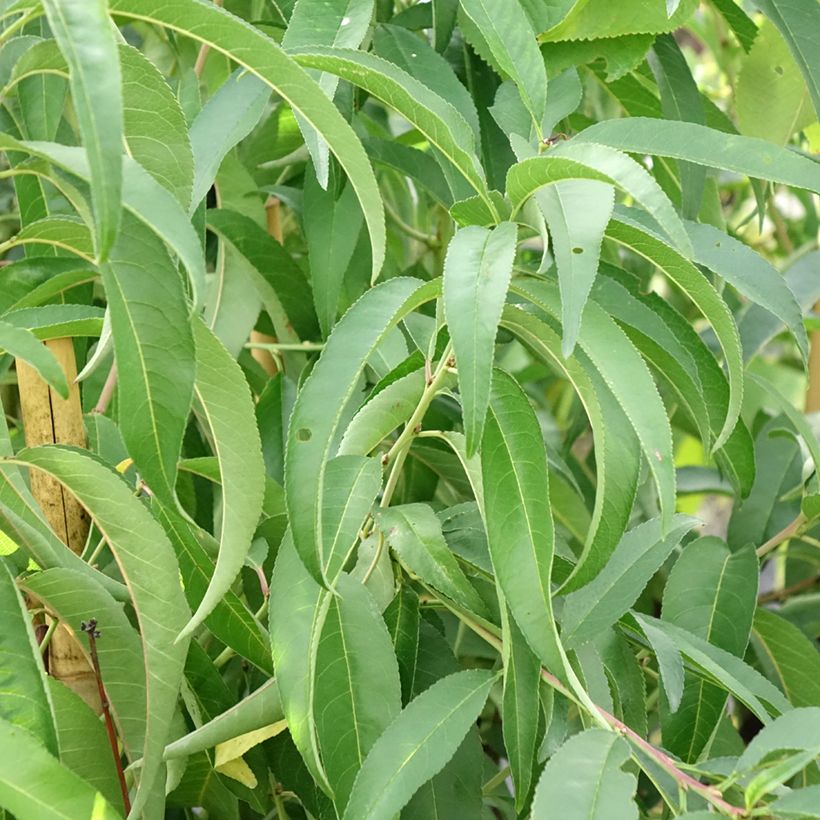 Pesco Platicarpa bianca (Fogliame)