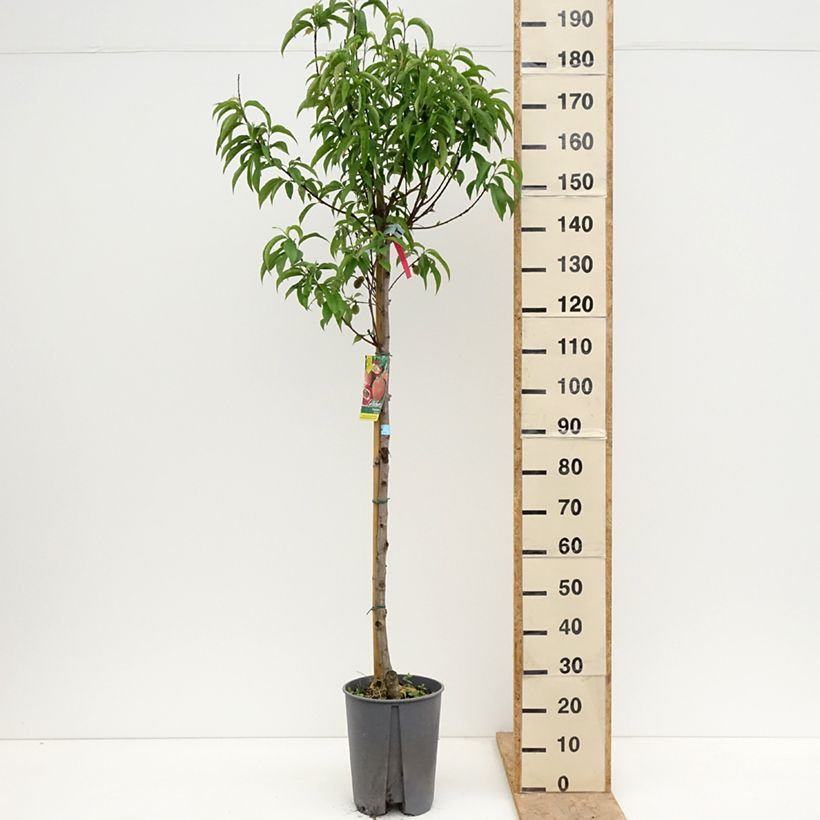 Pesco Sanguine Vaso da 7,5L/10L, Vaso impalcato medio esemplare consegnato in primavera