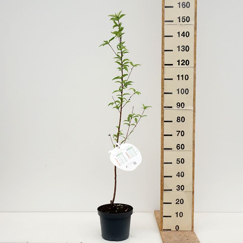 Pesco Regina dei Frutteti Vaso da 7,5L/10L, Vasetto esemplare consegnato in primavera