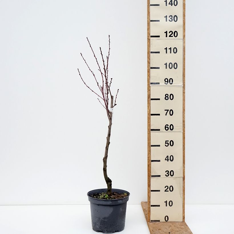 Esemplare di Pesco Regina dei Frutteti Vaso da 7,5L/10L, Vasetto come consegnato in autunno