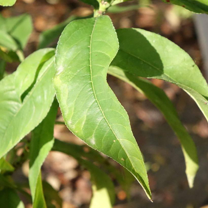 Pesco Regina dei Frutteti (Fogliame)
