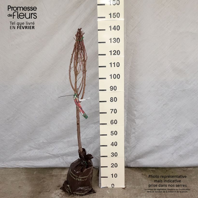 Pesco Sanguine de Savoie Zolla 'Pronta da piantare', Vasetto esemplare consegnato in inverno