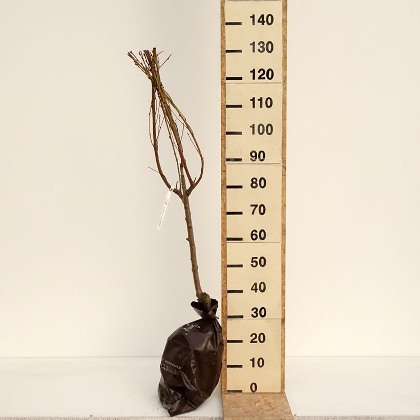 Pesco Saturne bailou Zolla 'Pronta da piantare', Vasetto esemplare consegnato in primavera