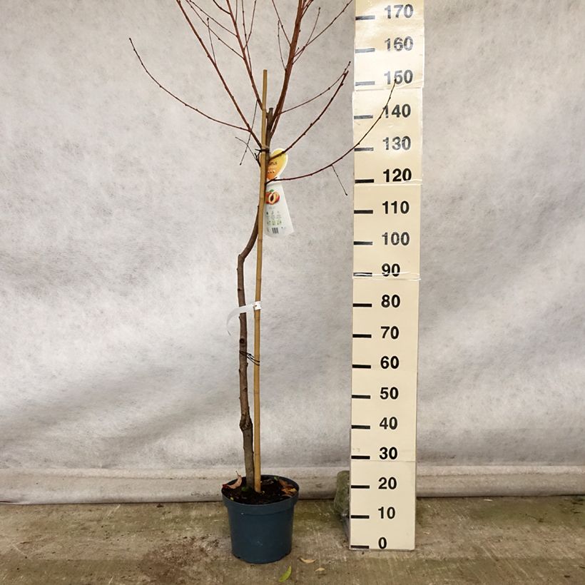 Esemplare di Pesco Suncrest Vaso da 7,5L/10L, Vaso impalcato medio come consegnato in autunno