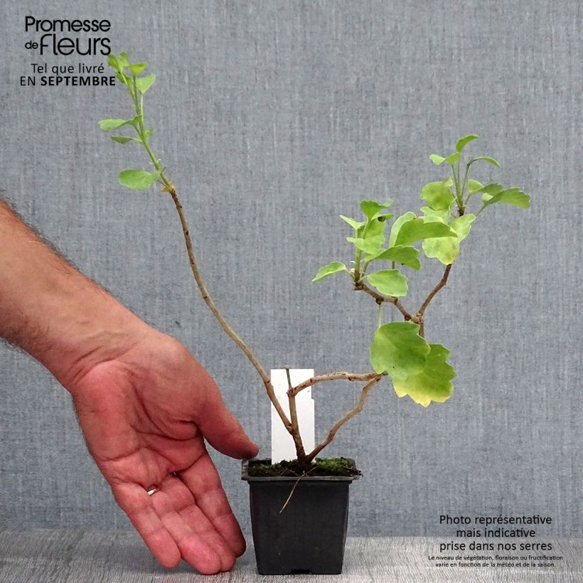 Esemplare di Pelargonium acetosum - Pelargonio Vasetto da 8/9 cm come consegnato in autunno