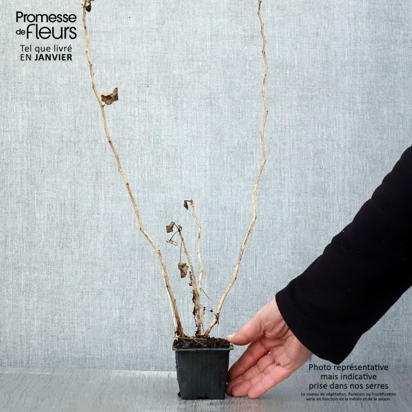 Pelargonium acetosum - Pelargonio Vasetto da 8/9 cm esemplare consegnato in inverno