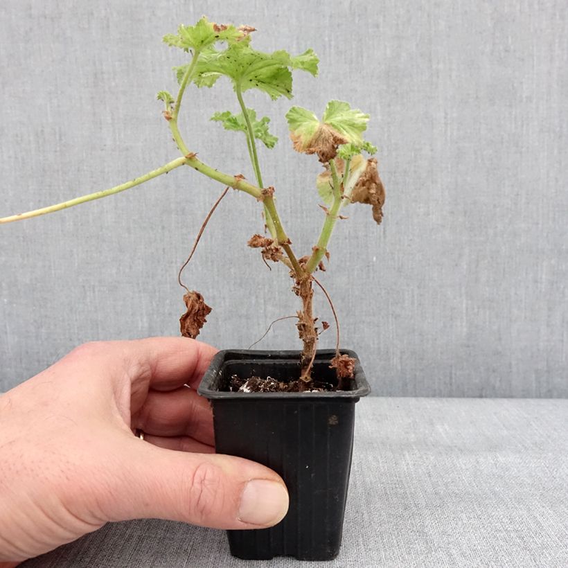 Pelargonium Atomic Snowflake Vasetto da 7/8 cm esemplare consegnato in inverno
