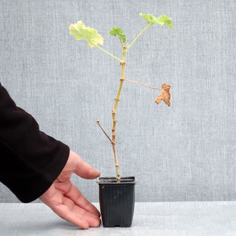 Pelargonium Atomic Snowflake Vasetto da 7/8 cm esemplare consegnato in primavera