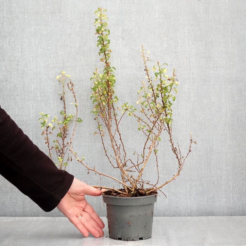 Pelargonium crispum Peach Cream Vaso da 1,5L/2L esemplare consegnato in inverno