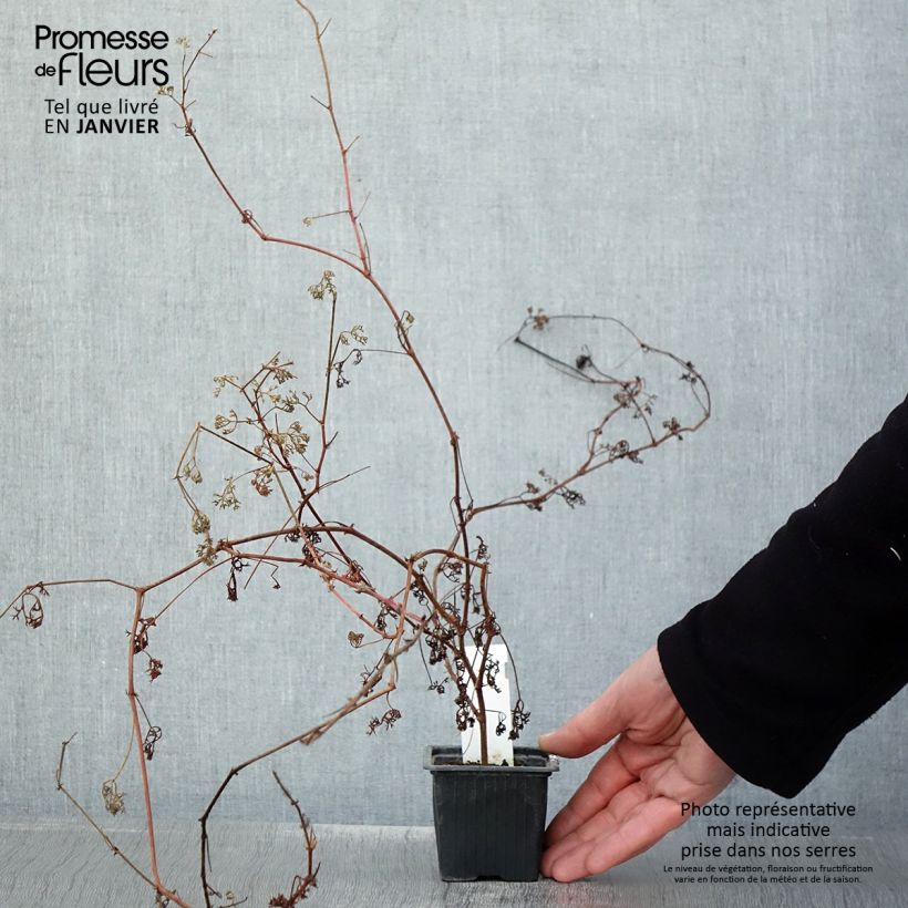 Pelargonium fruticosum Vasetto da 8/9 cm esemplare consegnato in inverno