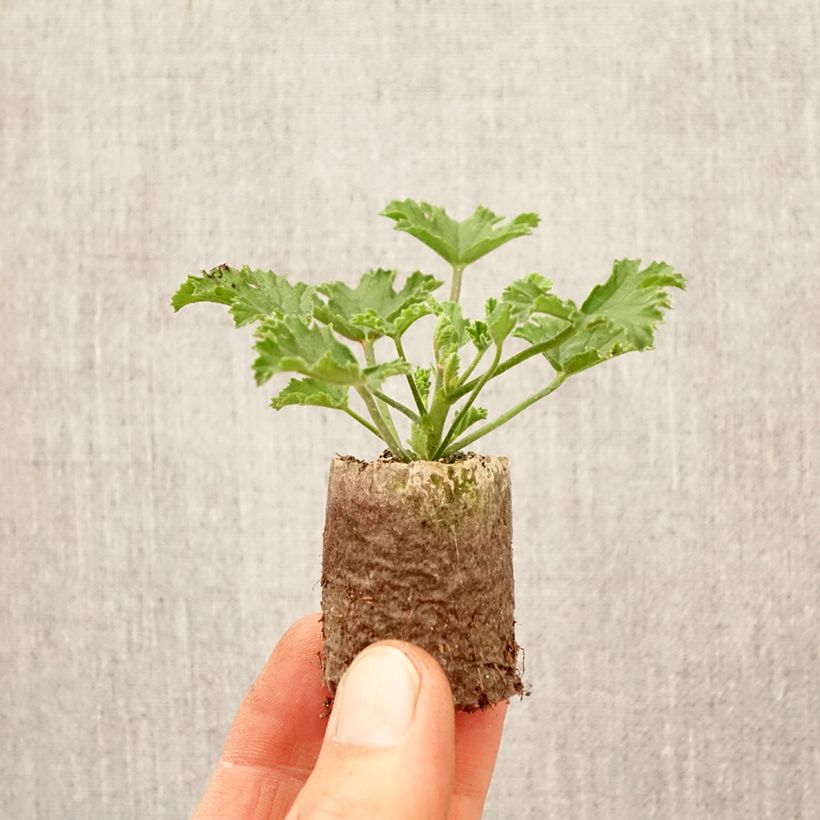 Pelargonium Mosquitaway Louise - Geranio odoroso mini zolla... esemplare consegnato in primavera