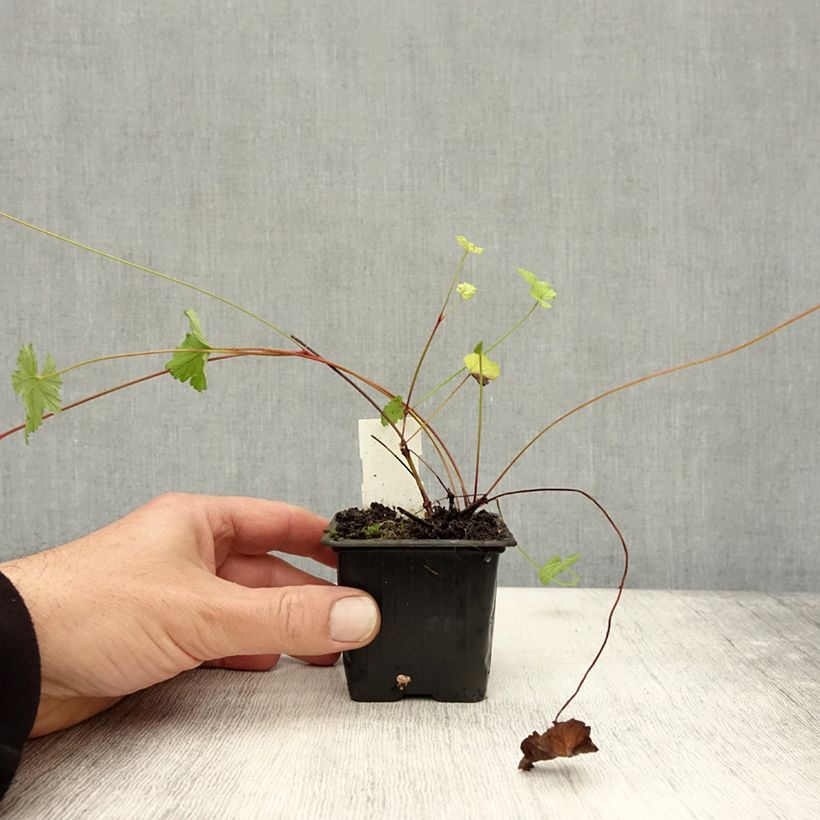 Esemplare di Pelargonium grossularioides Vasetto da 8/9 cm come consegnato in autunno