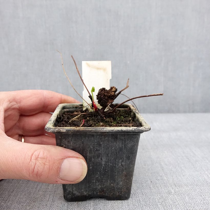 Pelargonium grossularioides Vasetto da 8/9 cm esemplare consegnato in inverno