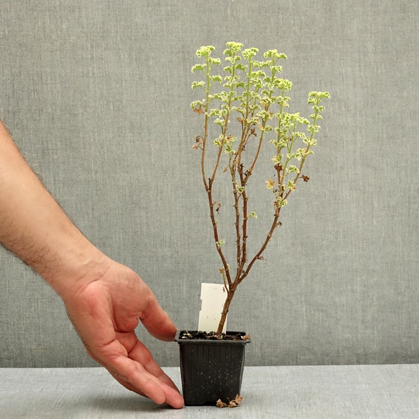 Esemplare di Pelargonium crispum Variegatum Vasetto da 7/8 cm consegnato in estate