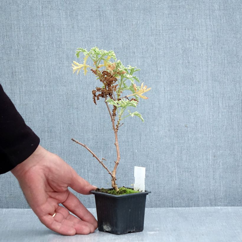 Esemplare di Pelargonium graveolens Lady Plymouth - Pelargonio odoroso Vasetto da 8/9 cm come consegnato in autunno