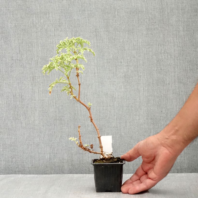 Esemplare di Pelargonium graveolens Lady Plymouth - Pelargonio odoroso Vasetto da 8/9 cm consegnato in estate