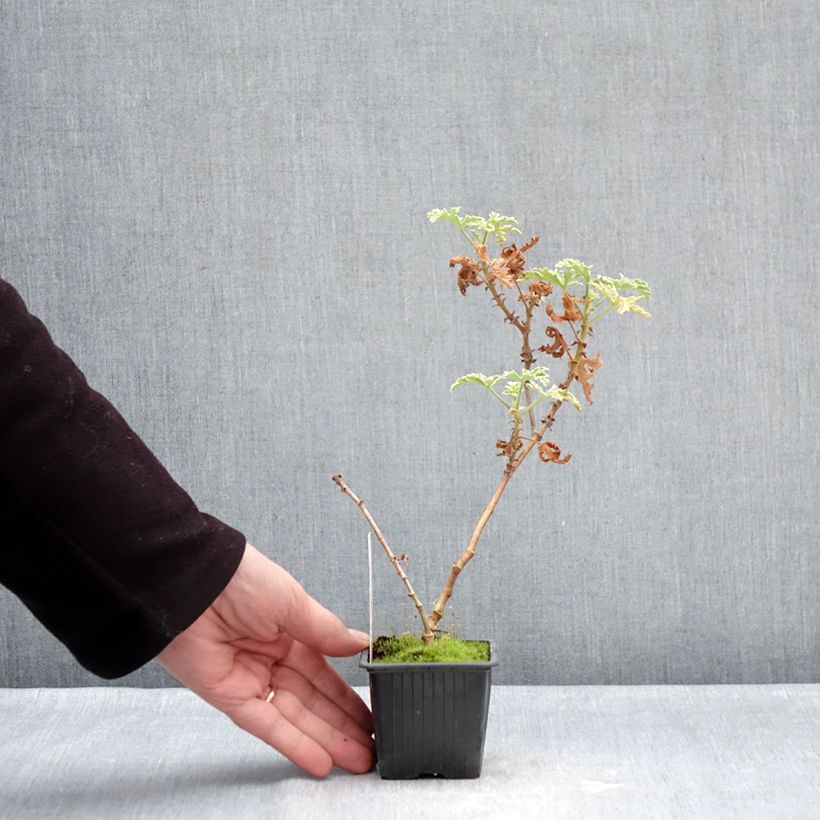 Pelargonium graveolens Lady Plymouth - Pelargonio odoroso Vasetto da 8/9 cm esemplare consegnato in inverno