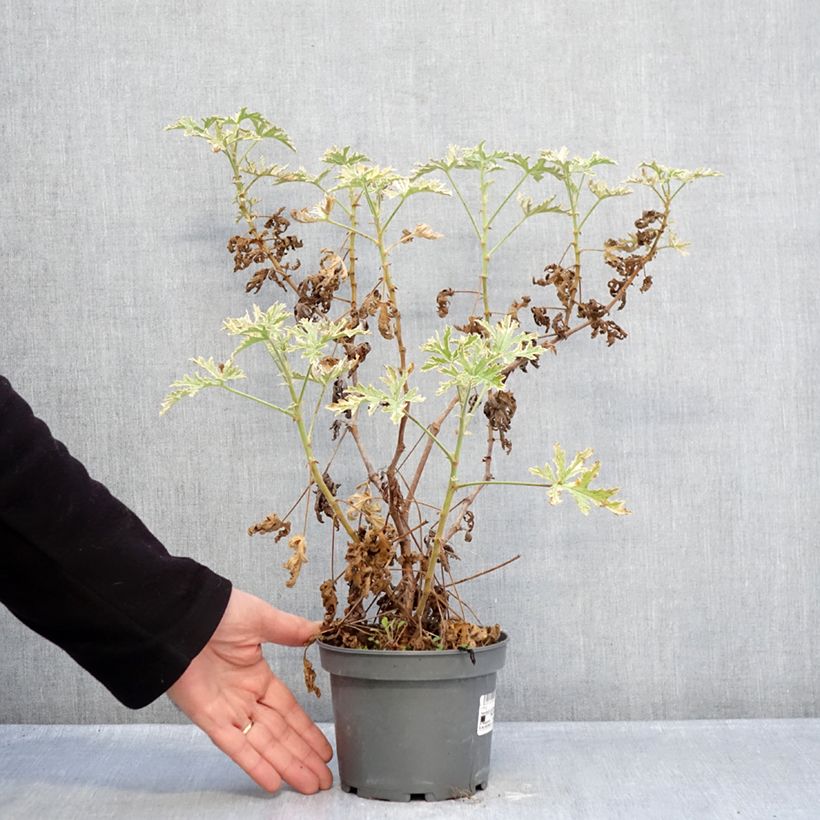 Pelargonium graveolens Lady Plymouth - Pelargonio odoroso Vaso da 1,5L/2L esemplare consegnato in inverno