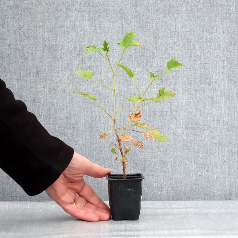 Pelargonium Lemon fancy - Geranio odoroso Vasetto da 7/8 cm esemplare consegnato in inverno