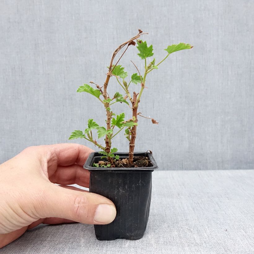 Pelargonium Lemon fancy - Geranio odoroso Vasetto da 7/8 cm esemplare consegnato in primavera