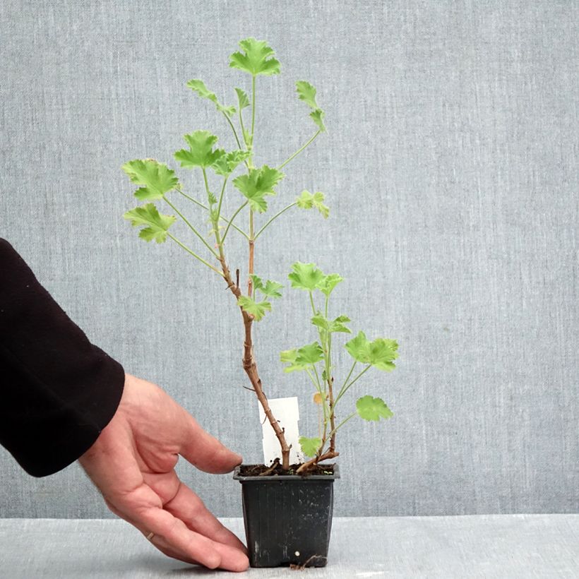 Esemplare di Pelargonium capitatum Pink Capricorn Vasetto da 8/9 cm come consegnato in autunno