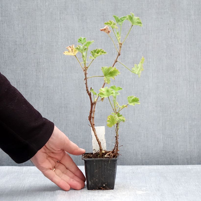 Pelargonium capitatum Pink Capricorn Vasetto da 8/9 cm esemplare consegnato in inverno