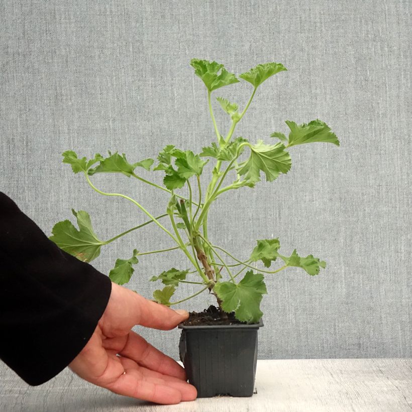 Pelargonium capitatum Pink Capricorn Vasetto da 8/9 cm esemplare consegnato in primavera