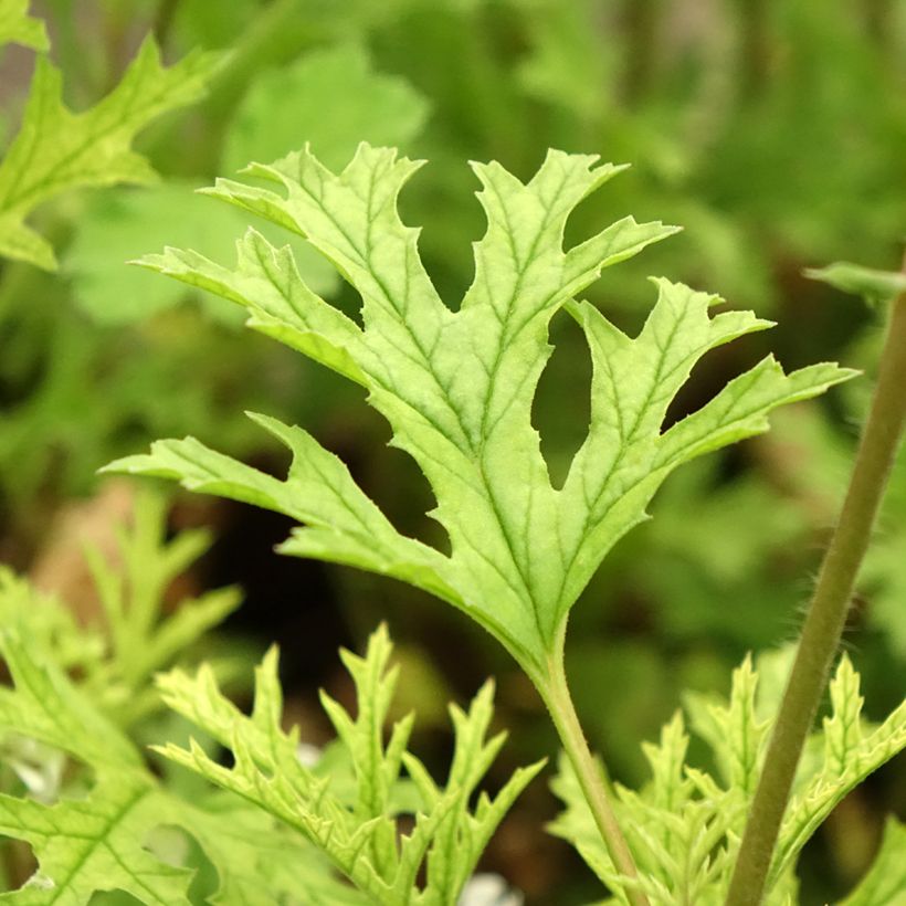 Pelargonium pseudoglutinosum (Fogliame)