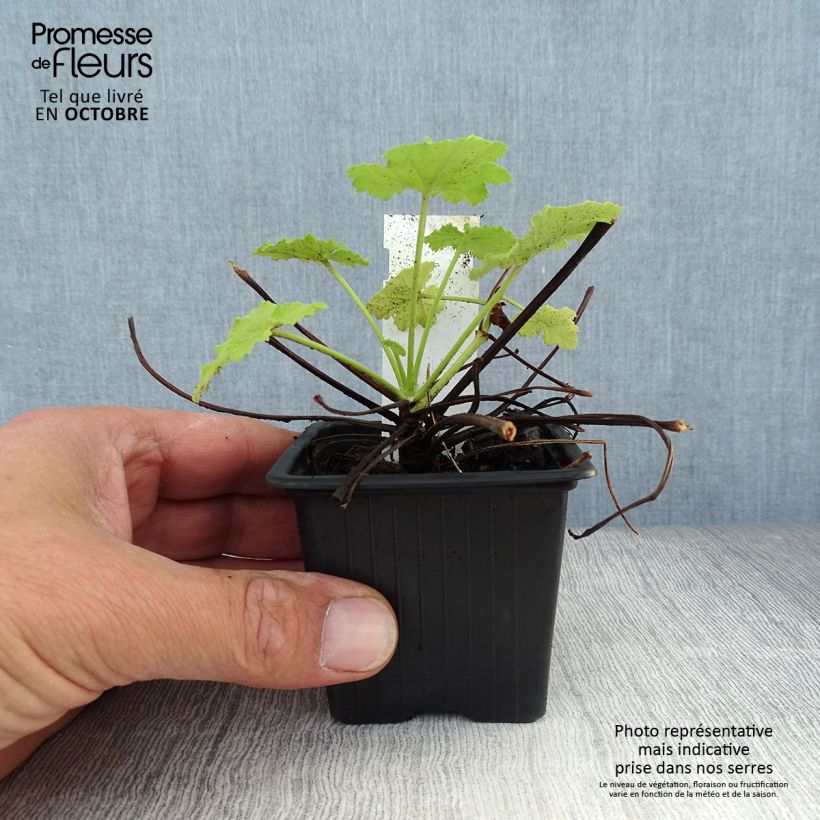 Esemplare di Pelargonium pseudoglutinosum Vasetto da 8/9 cm come consegnato in autunno
